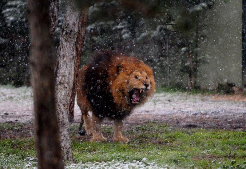 Kar yağışı altında hayvanlar