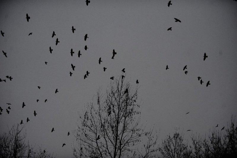 Kar yağışı altında hayvanlar