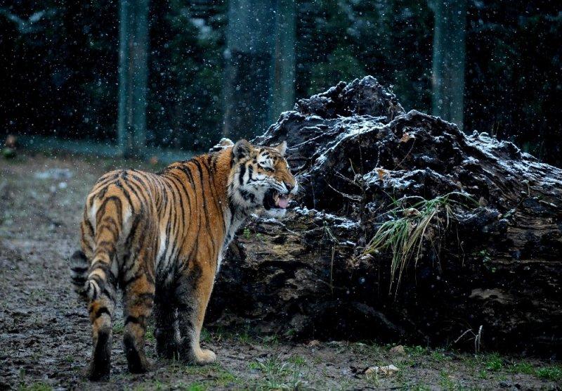 Kar yağışı altında hayvanlar