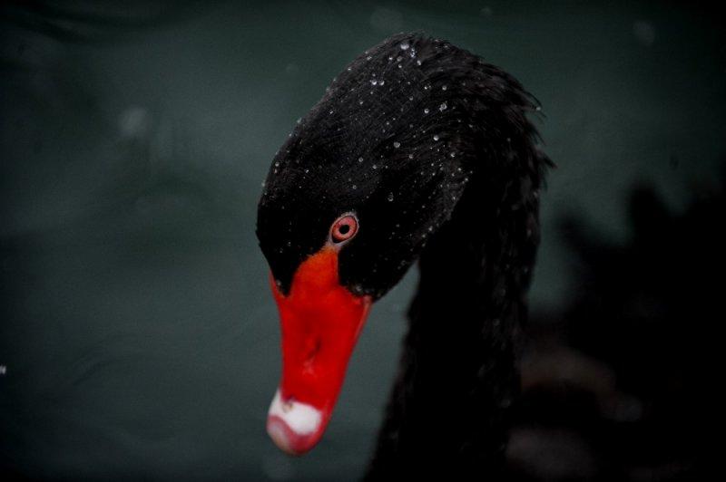 Kar yağışı altında hayvanlar