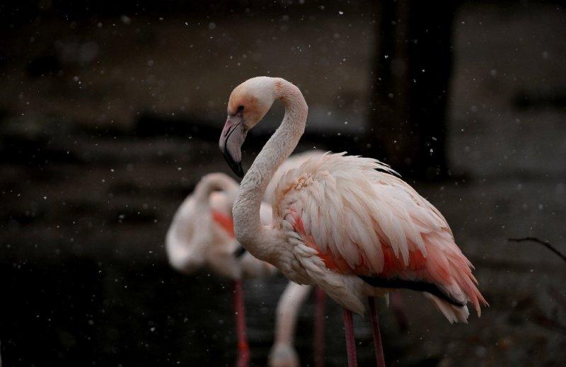 Kar yağışı altında hayvanlar