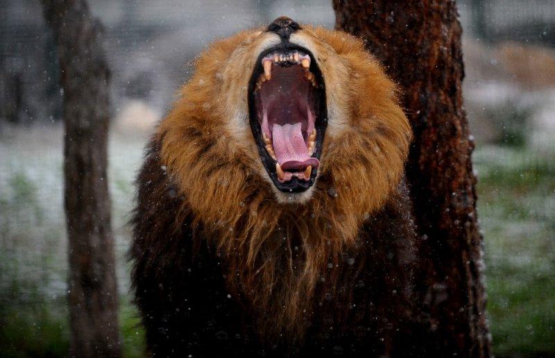 Kar yağışı altında hayvanlar