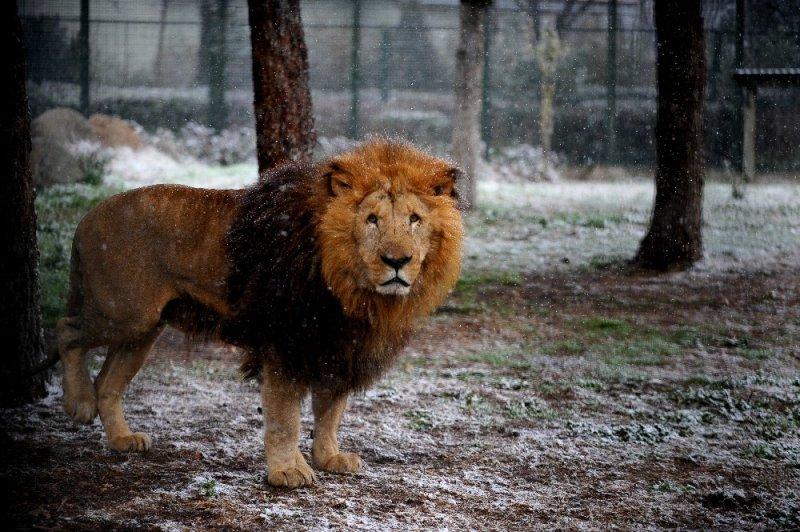 Kar yağışı altında hayvanlar