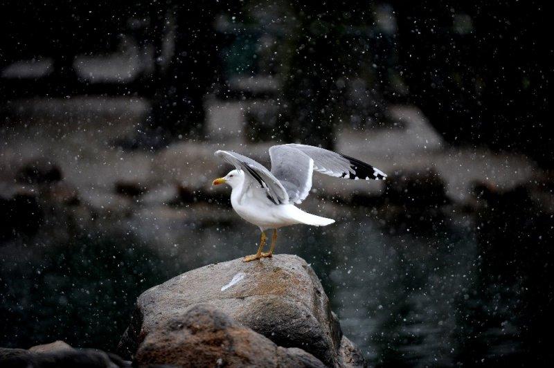 Kar yağışı altında hayvanlar