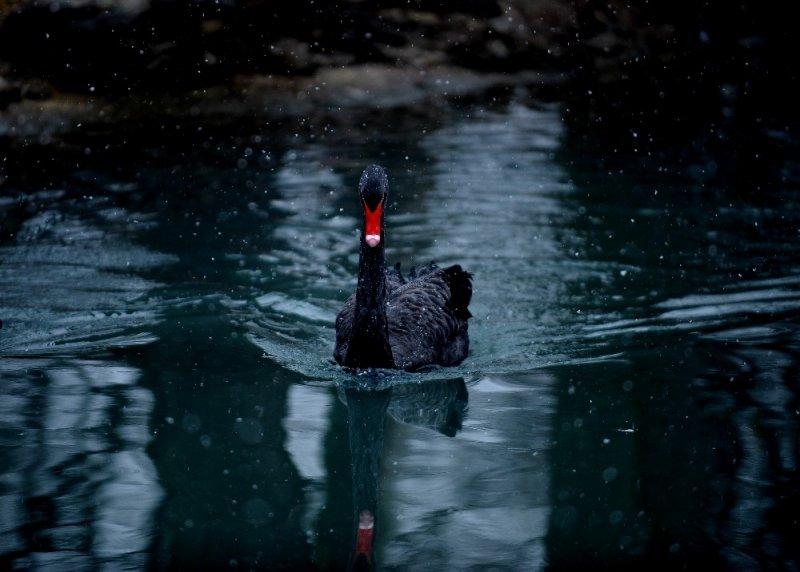 Kar yağışı altında hayvanlar