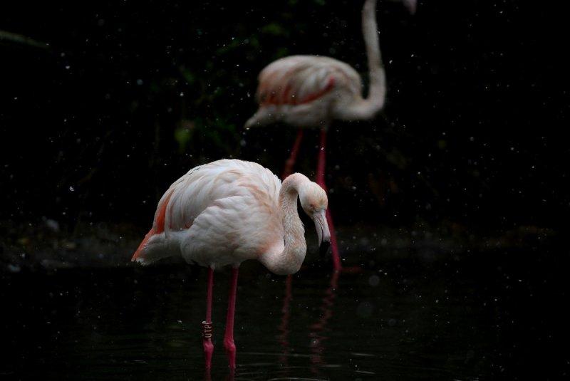 Kar yağışı altında hayvanlar