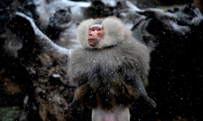 Kar yağışı altında hayvanlar
