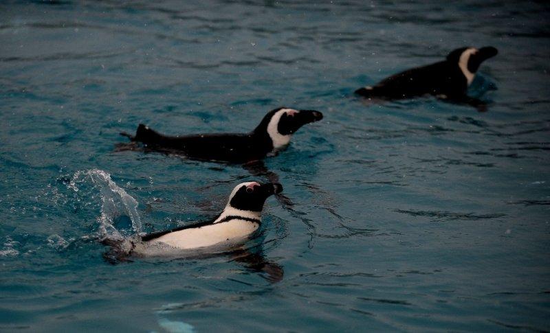 Kar yağışı altında hayvanlar