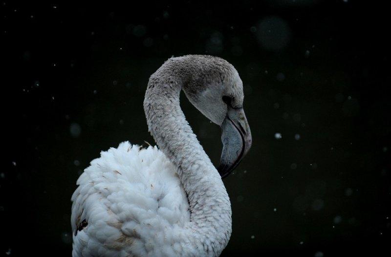 Kar yağışı altında hayvanlar