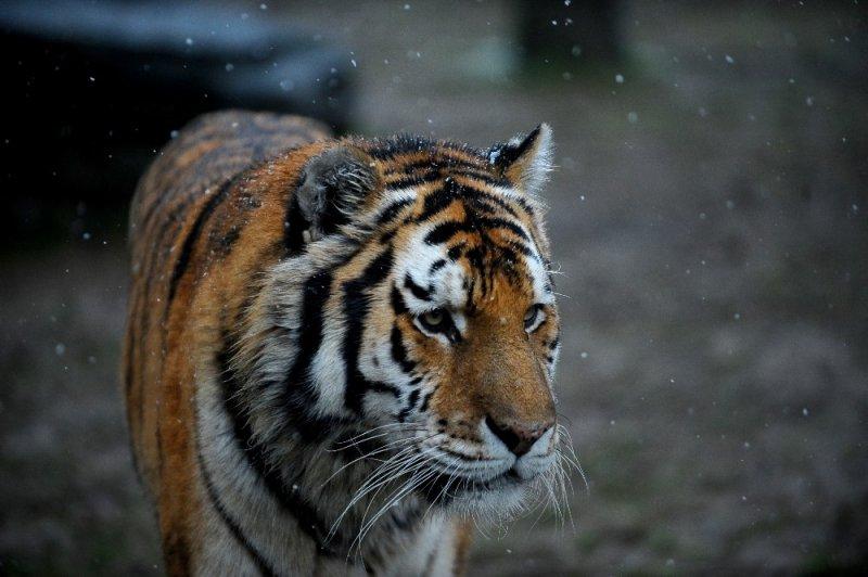 Kar yağışı altında hayvanlar