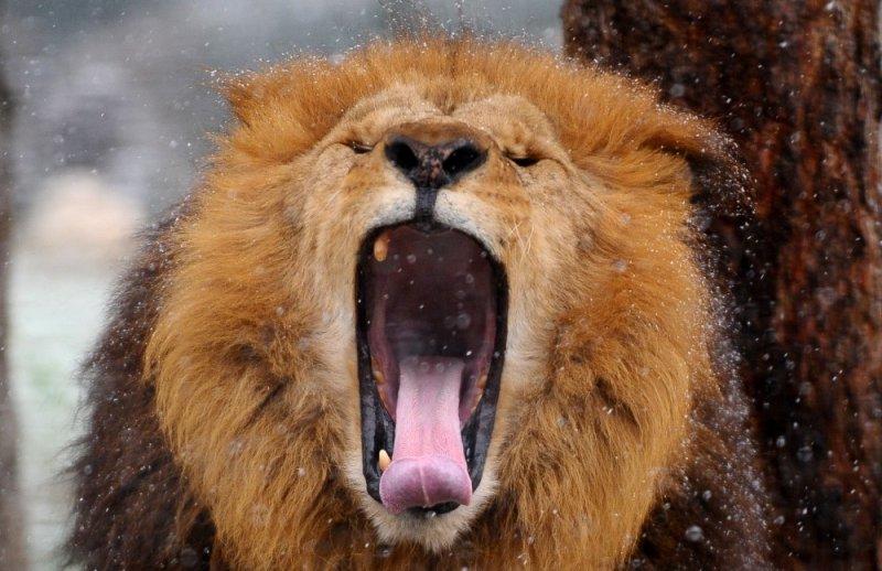 Kar yağışı altında hayvanlar