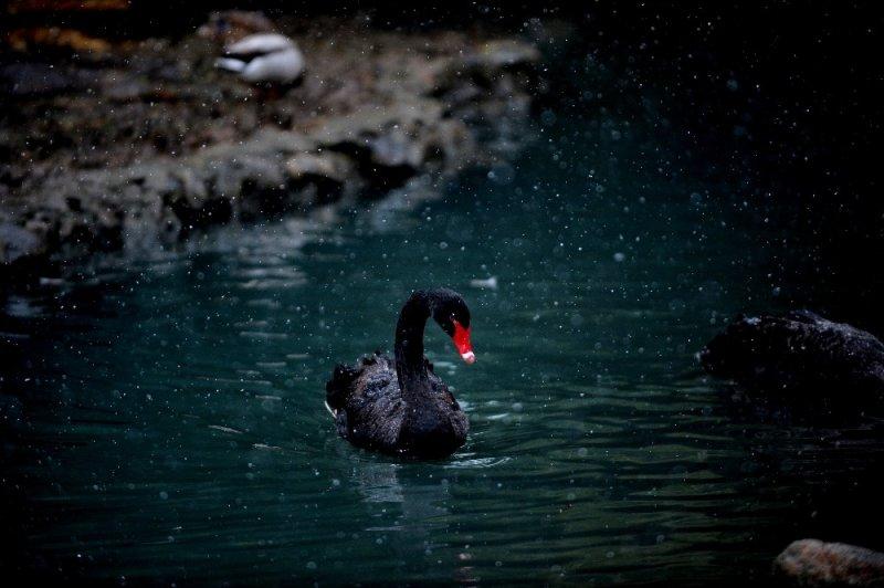 Kar yağışı altında hayvanlar