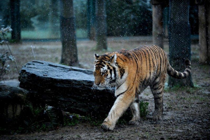 Kar yağışı altında hayvanlar