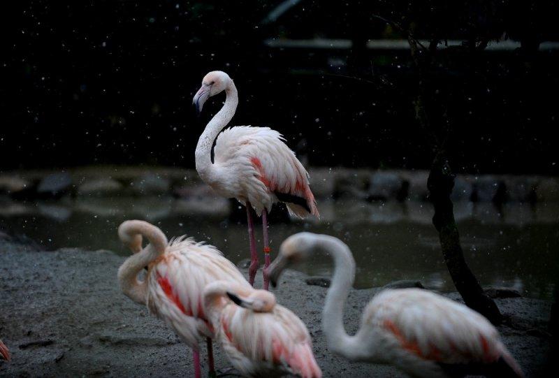 Kar yağışı altında hayvanlar