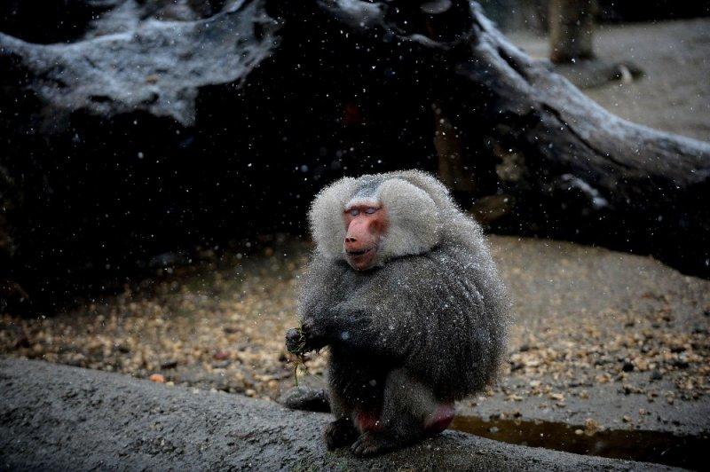 Kar yağışı altında hayvanlar