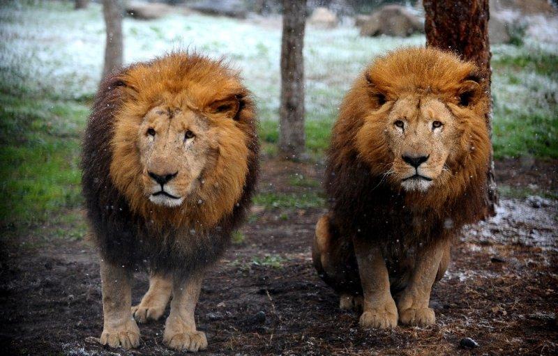 Kar yağışı altında hayvanlar