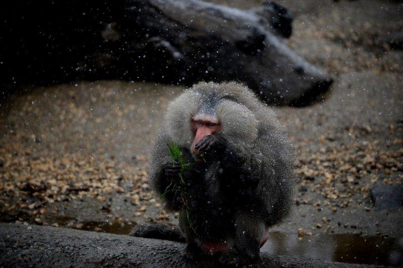 Kar yağışı altında hayvanlar