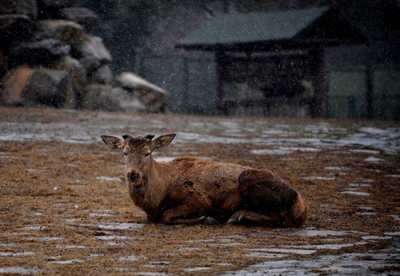 Kar yağışı altında hayvanlar