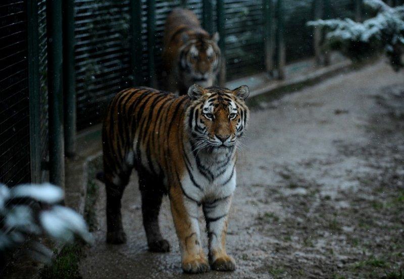 Kar yağışı altında hayvanlar