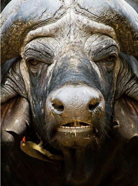 Aslanların ezeli rakibi: Bufalolar 