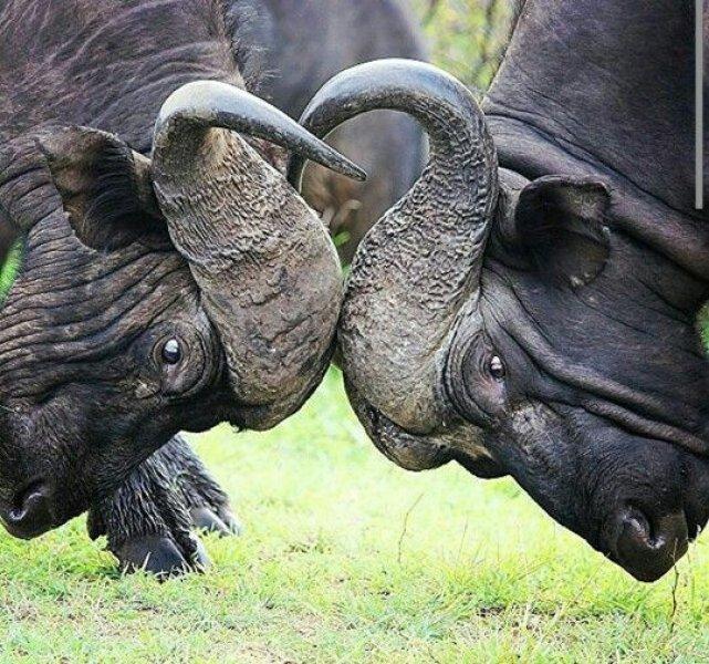 Aslanların ezeli rakibi: Bufalolar 