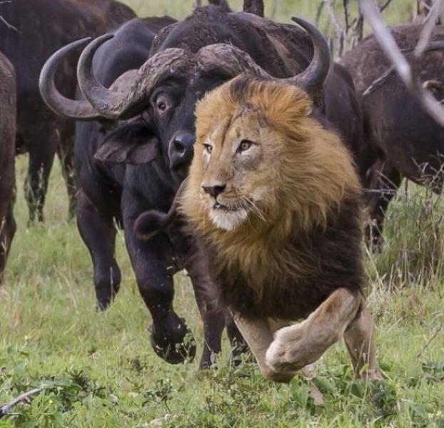 Aslanların ezeli rakibi: Bufalolar 