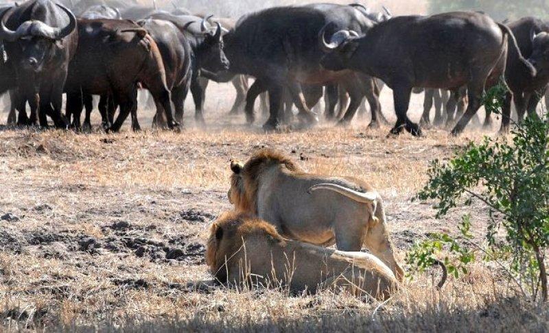 Aslanların ezeli rakibi: Bufalolar 
