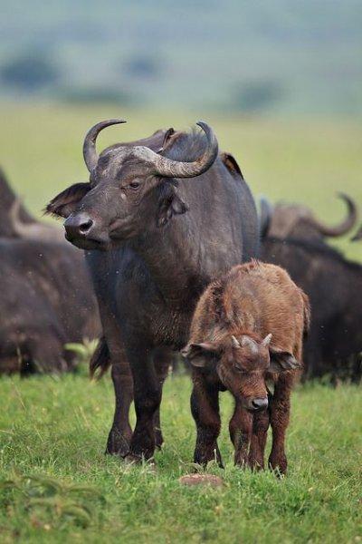 Aslanların ezeli rakibi: Bufalolar 