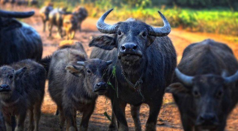 Aslanların ezeli rakibi: Bufalolar 