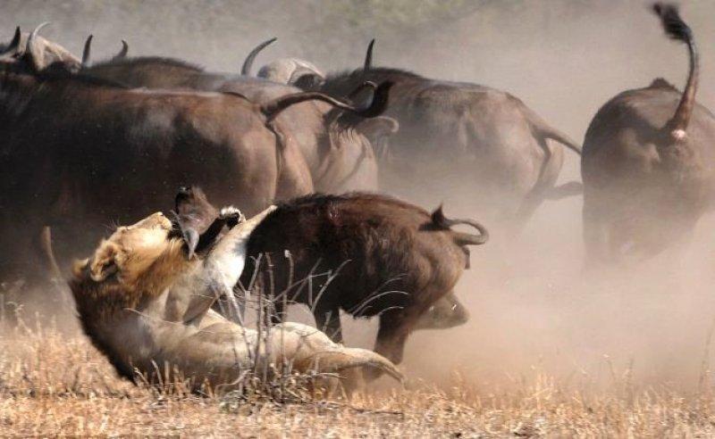 Aslanların ezeli rakibi: Bufalolar 