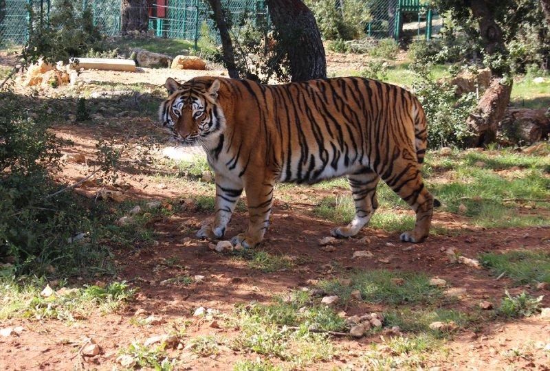 Savaş mağduru hayvanlara Ürdün'de bakılıyor