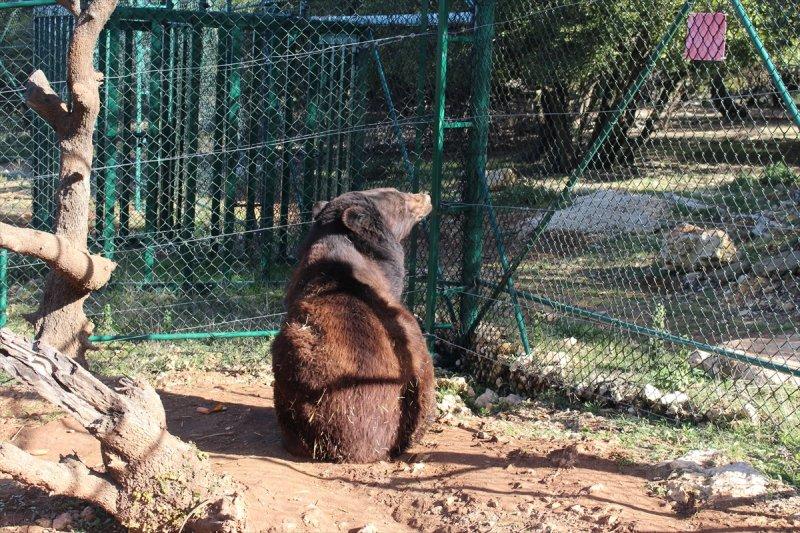 Savaş mağduru hayvanlara Ürdün'de bakılıyor