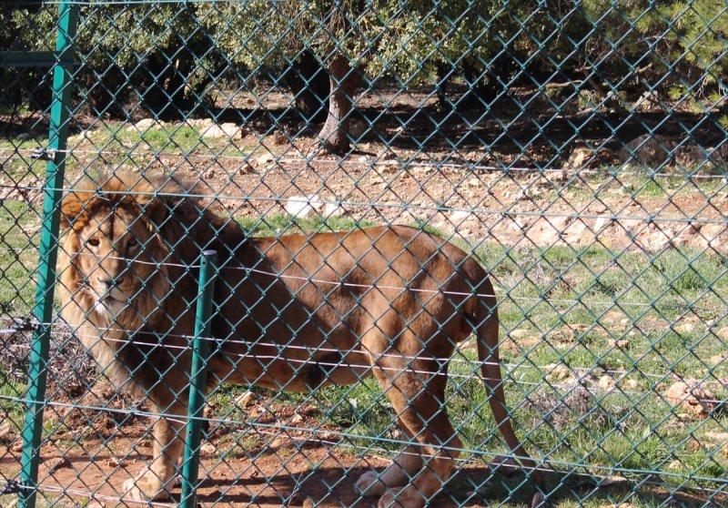 Savaş mağduru hayvanlara Ürdün'de bakılıyor
