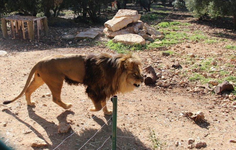 Savaş mağduru hayvanlara Ürdün'de bakılıyor