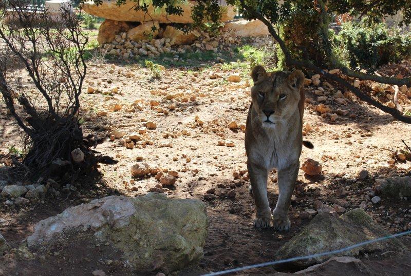 Savaş mağduru hayvanlara Ürdün'de bakılıyor