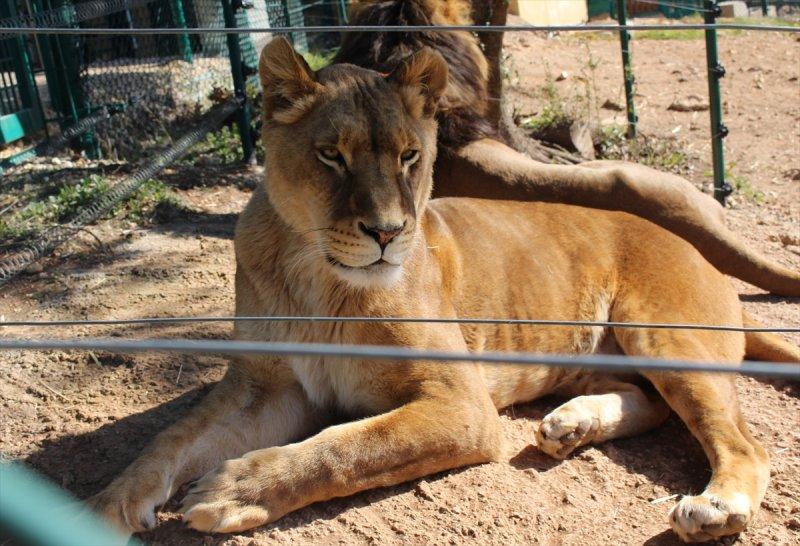 Savaş mağduru hayvanlara Ürdün'de bakılıyor