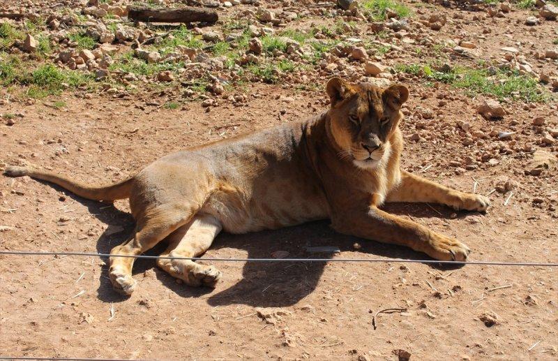 Savaş mağduru hayvanlara Ürdün'de bakılıyor