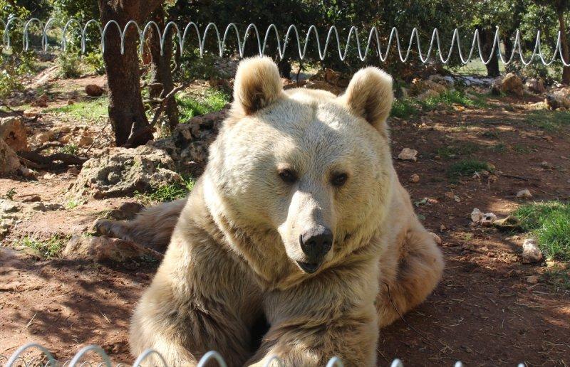 Savaş mağduru hayvanlara Ürdün'de bakılıyor