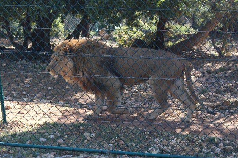 Savaş mağduru hayvanlara Ürdün'de bakılıyor