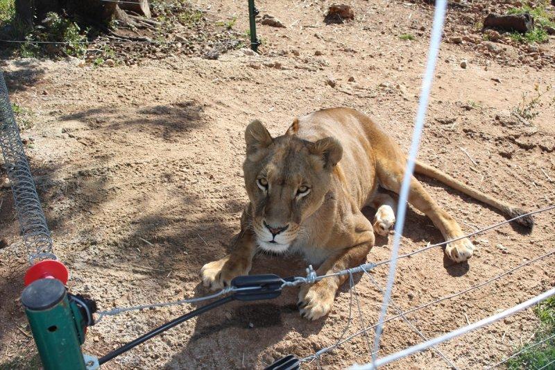 Savaş mağduru hayvanlara Ürdün'de bakılıyor