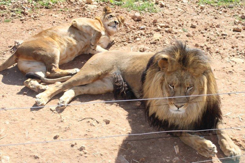 Savaş mağduru hayvanlara Ürdün'de bakılıyor