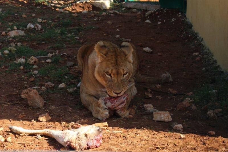 Savaş mağduru hayvanlara Ürdün'de bakılıyor