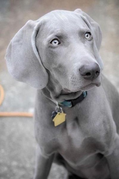 Sadık ve duygusal köpekler: Labrador