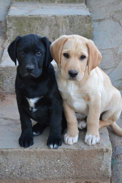 Sadık ve duygusal köpekler: Labrador