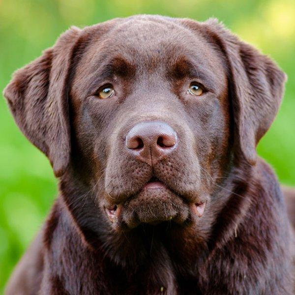 Sadık ve duygusal köpekler: Labrador