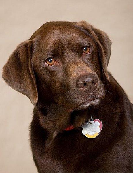 Sadık ve duygusal köpekler: Labrador