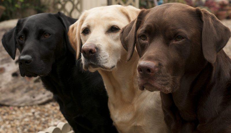 Sadık ve duygusal köpekler: Labrador