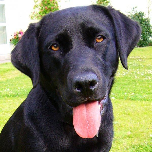 Sadık ve duygusal köpekler: Labrador