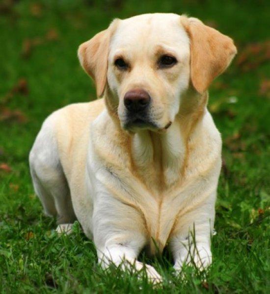 Sadık ve duygusal köpekler: Labrador