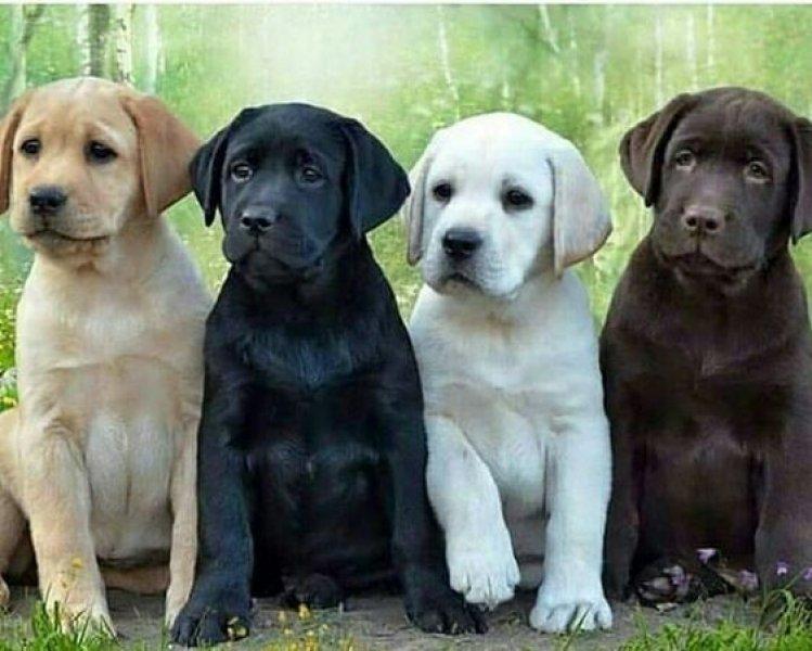 Sadık ve duygusal köpekler: Labrador